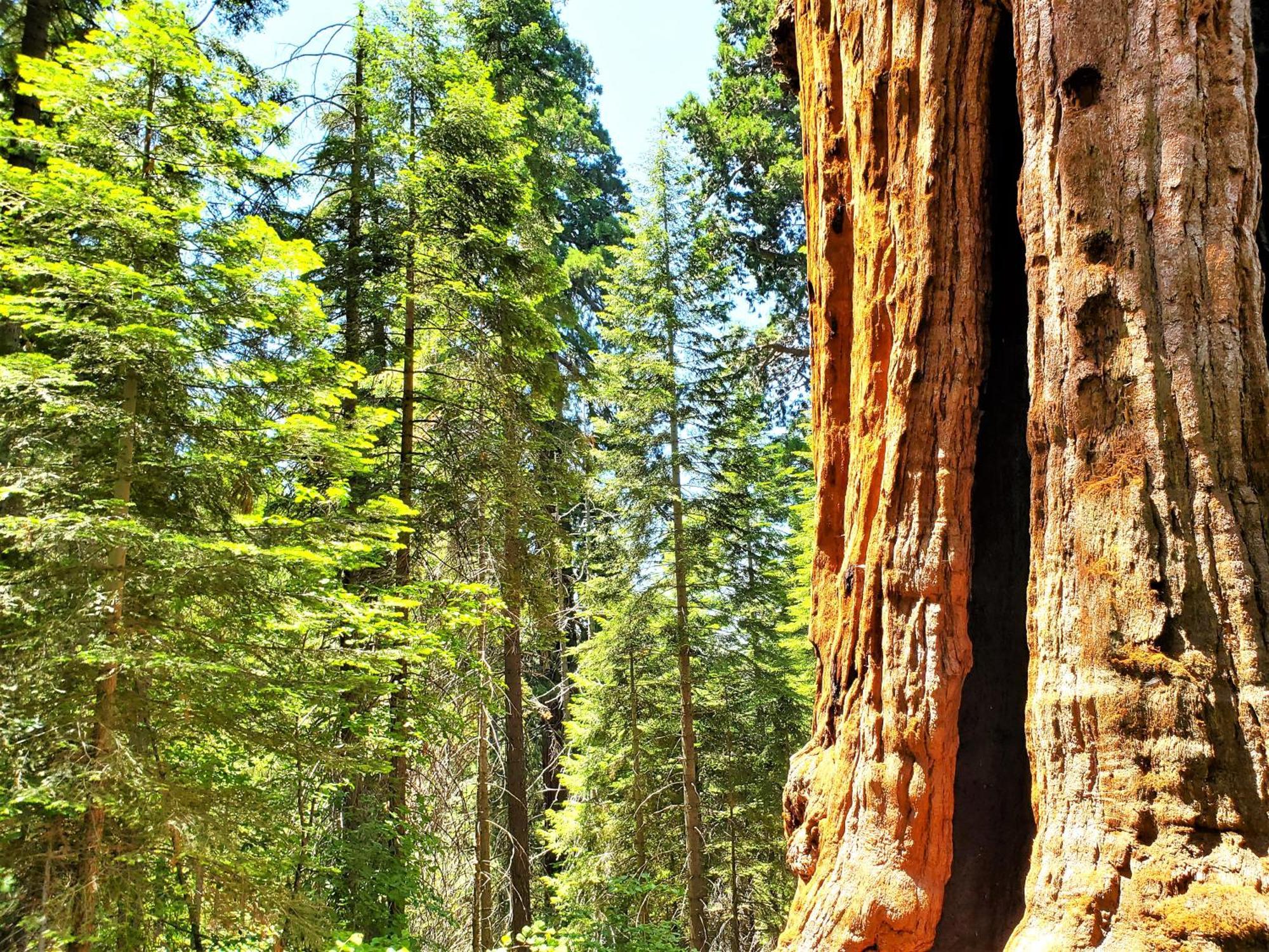 Вілла Sequoia Trails, Mountains, Fun & Relax Ponderosa Екстер'єр фото